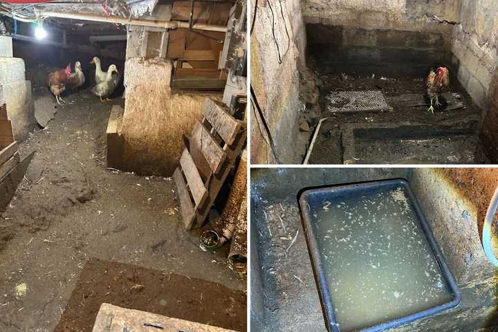 Animal Cruelty: Chickens, Ducks, Roosters Found In 'Deplorable' Conditions In Region