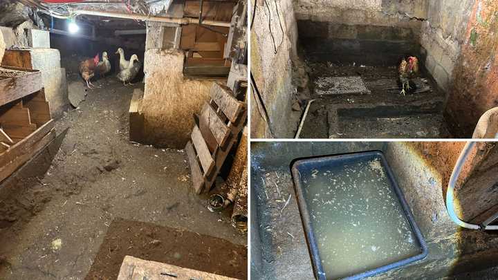 The SPCA released photos of the conditions the animals were found in.&nbsp;