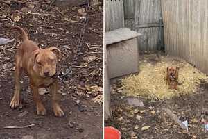 'Cruel' Dealer Bred 7 Pit Bulls For Dogfighting At LI Home, Police Say