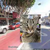 Outrage Ensues Across Nation After Beloved Market Cat Killed By