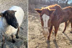 Suffolk Co. Animal Sanctuary Hit With 112 Counts Of Animal Neglect: 'Place Of Suffering'