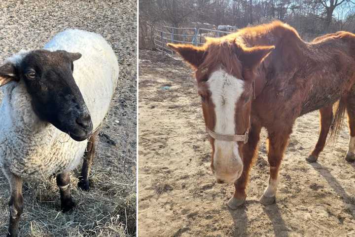 Suffolk Co. Animal Sanctuary Hit With 112 Counts Of Animal Neglect: 'Place Of Suffering'