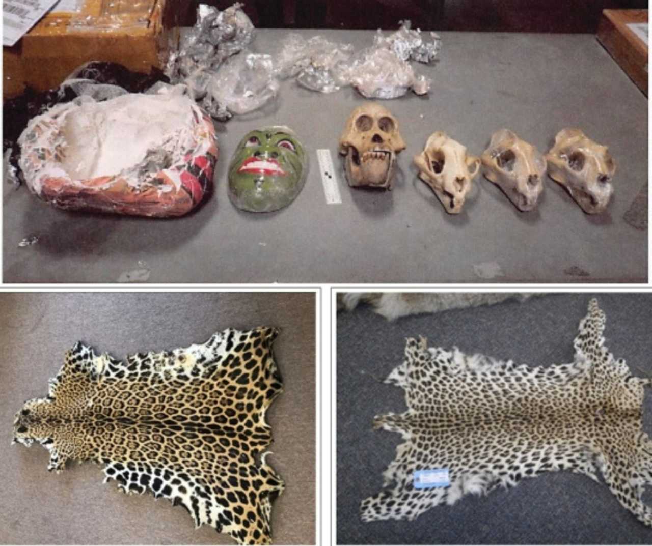 Parts Of Endangered Species Smuggled Into US By Mass. Man Feds