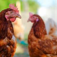 Highly Contagious Bird Flu Detected In Anne Arundel County Backyard Flock, Officials Say