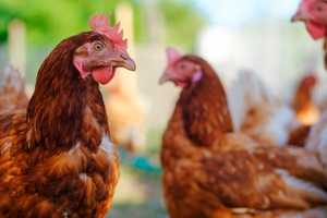 Live Bird Markets Shut Down In Several NY Locales To Stop Avian Flu Spread