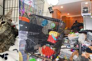 9 Dead Sugar Gliders Among Numerous Neglected Animals Found Inside Kings Park Home, Police Say