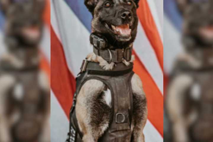 CT Police Dog Tracks Down Trio Involved In Hit-Run Crash In Stolen Vehicle: Cops