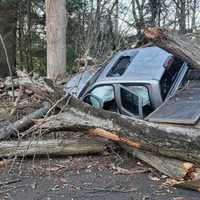 Feet Away From Death: Massive Tree Crushes Truck In Westport