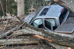 Driver Somehow Survives After Massive Tree Crushes Truck in Westport