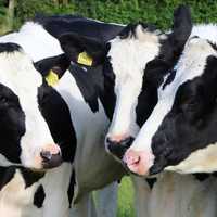 New Bird Flu Strain Detected In US Dairy Cattle Sparking Concerns Of Spread