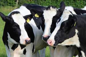 New Bird Flu Strain Detected In US Dairy Cattle Sparking Concerns Of Spread