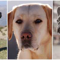 These Dog Breeds Are Most Popular In US, AKC Says: See Who's Surging Up The List