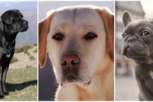 These Dog Breeds Are Most Popular In US, AKC Says: See Who's Surging Up The List