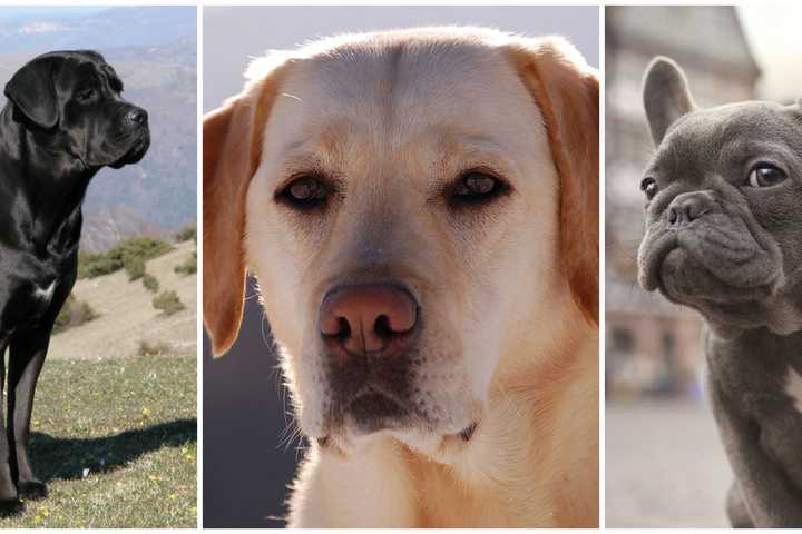 These Dog Breeds Are Most Popular In US, AKC Says: See Who's Surging Up The List