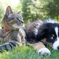 Pet Owners Can Now Order Prescription Meds On Amazon: Here's How