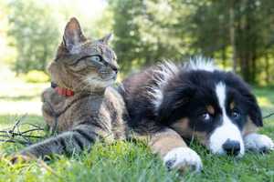Pet Owners Can Now Order Prescription Meds On Amazon: Here's How