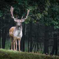 Frederick County Poacher Admits To Illegally Harvesting A Trophy Deer: Maryland AG