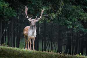 Frederick County Poacher Admits To Illegally Harvesting A Trophy Deer: Maryland AG