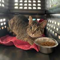 Cat Abandoned Behind Virginia Pet Store With Ant-Covered Food, Woman Charged: Sheriff