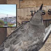 Child Intentionally Breaks Seagull's Wing With Baseball Near Avalon Hotel: Officials