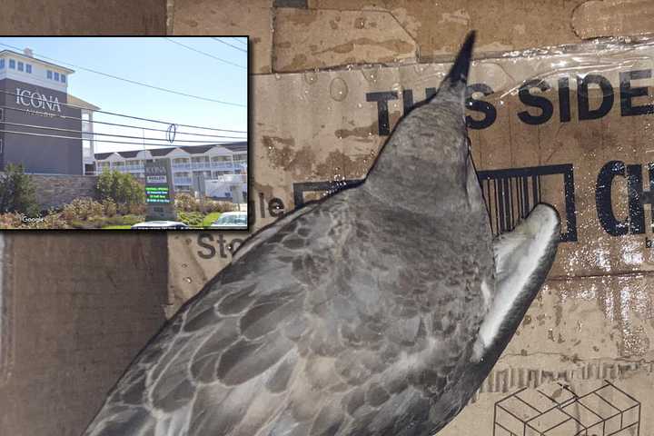 Child Intentionally Breaks Seagull's Wing With Baseball Near Avalon Hotel: Officials