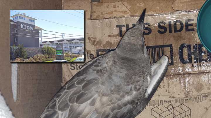 A seagull was reportedly injured intentionally by a child with a baseball in front of ICONA Avalon in Avalon, NJ.