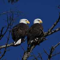 Bald Eagle Sightings To Increase In NY: Here's Best Places To Spot America's Bird