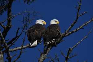 Bald Eagle Sightings To Increase In NY: Here's Best Places To Spot America's Bird