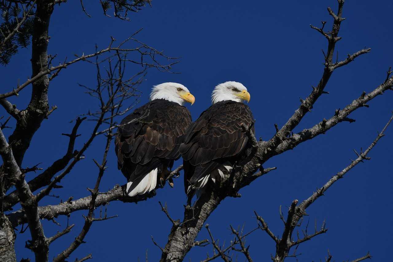 Bald eagles. 