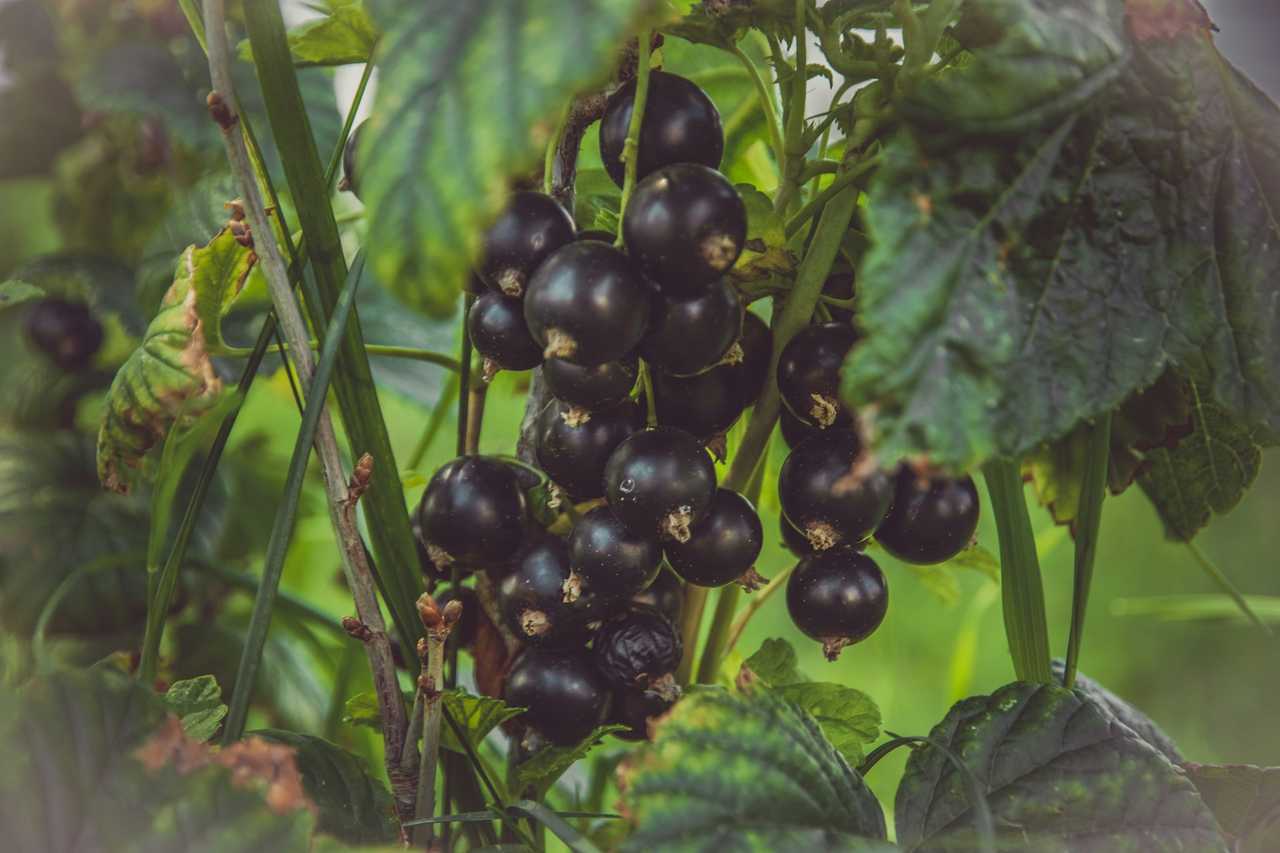 Black currants growing on a bush. Black currants growing on a bush.