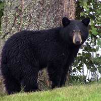 Bear Sightings In Multiple Lower Saucon Township Neighborhoods, Police Say