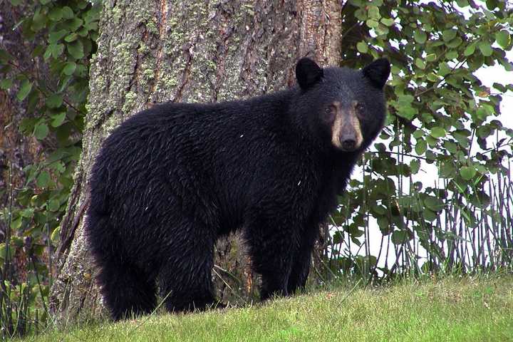 Bear Sightings In Multiple Lower Saucon Township Neighborhoods, Police Say