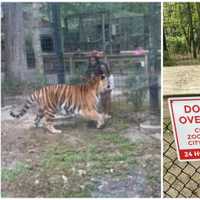 Woman Charged For Breaking Into Tiger Enclosure At South Jersey Zoo, Police Say