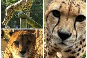 Cheetah Dies At Jersey Shore Zoo, Remembered For 'Sass' And Boldness