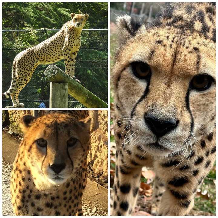 Buju, a 12-year-old cheetah at the Cape May County Park and Zoo, died from kidney disease.