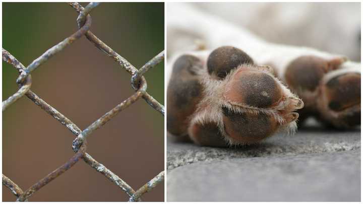 A chain link fence and dog paws.