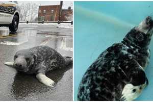 LI Sound Seal Found In New Haven Gets Bobblehead, Raising Money For Marine Life Rescue