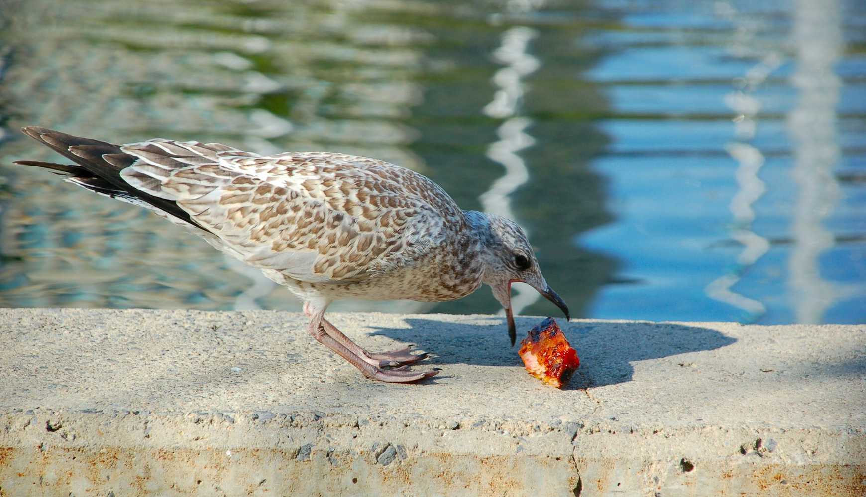 
A seagull eating human food.
