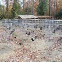 <p>An illegal cockfighting ring was uncovered earlier this month resulting in several felony warrants.</p>