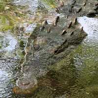 Crocodile Drags 28-Year-Old Out To Sea, Kills Him At Resort Popular With Americans