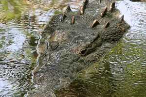 Crocodile Drags 28-Year-Old Out To Sea, Kills Him At Resort Popular With Americans