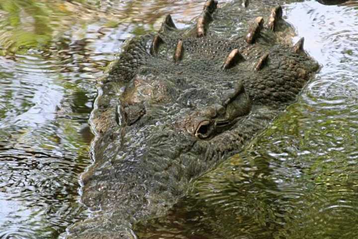 Crocodile Drags 28-Year-Old Out To Sea, Kills Him At Resort Popular With Americans