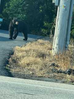 Bear Stops Traffic On Linglestown Road, Darts Toward Weis: PA Neighbors Sound Alarm