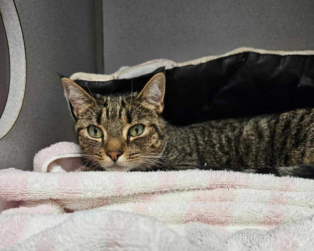Emma is a loving and playful Tabby cat with a heart murmur in need of a fospice, or a foster-hospice, family. Emma is a loving and playful Tabby cat with a heart murmur in need of a fospice, or a foster-hospice, family.