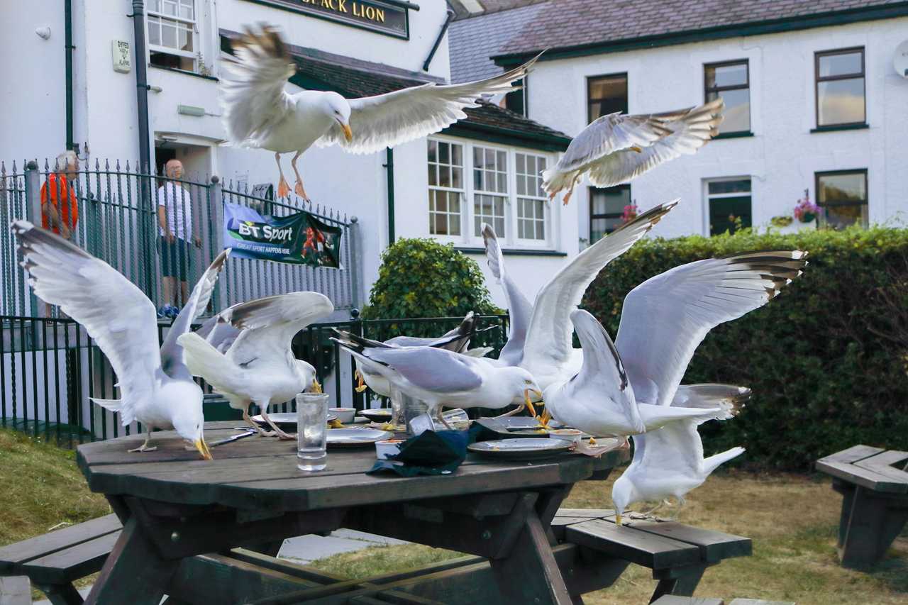 A flock of seagulls eating scraps from an outdoor table at a restaurant.