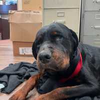 Neglected Rottweiler Rescued In Highspire: Police