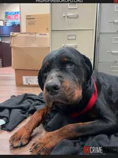 Neglected Rottweiler Rescued In Highspire: Police