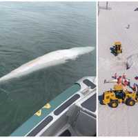 Two Dead Whales That Washed Up On NJ Beaches Had Infectious Diseases, Necropsies Say