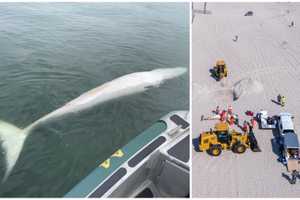 Two Dead Whales That Washed Up On NJ Beaches Had Infectious Diseases, Necropsies Say