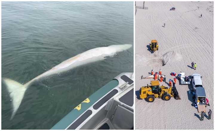 Two&nbsp;minke whales found dead in the Raritan Bay (left) and Lavallette, NJ, (right) in October 2024.